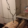 Alberello porta bijoux